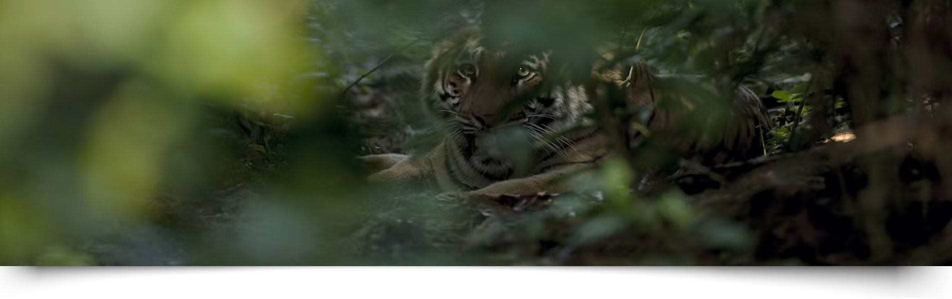 Fato Safari Zone Jim Corbett